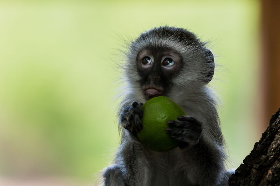 <h2>The Best of South Africa 2017</h2>14 Nights, 4 on Safari | 5 Rounds | Wine Tours & Sightseeing | November 3 – 17