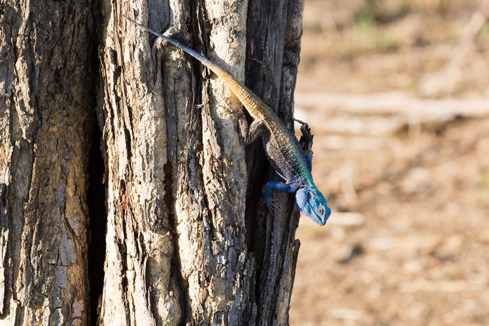 <h2>The Best of South Africa Escorted 2018</h2>Golf, Kruger Safari, Cape Town, the Winelands & Garden Route