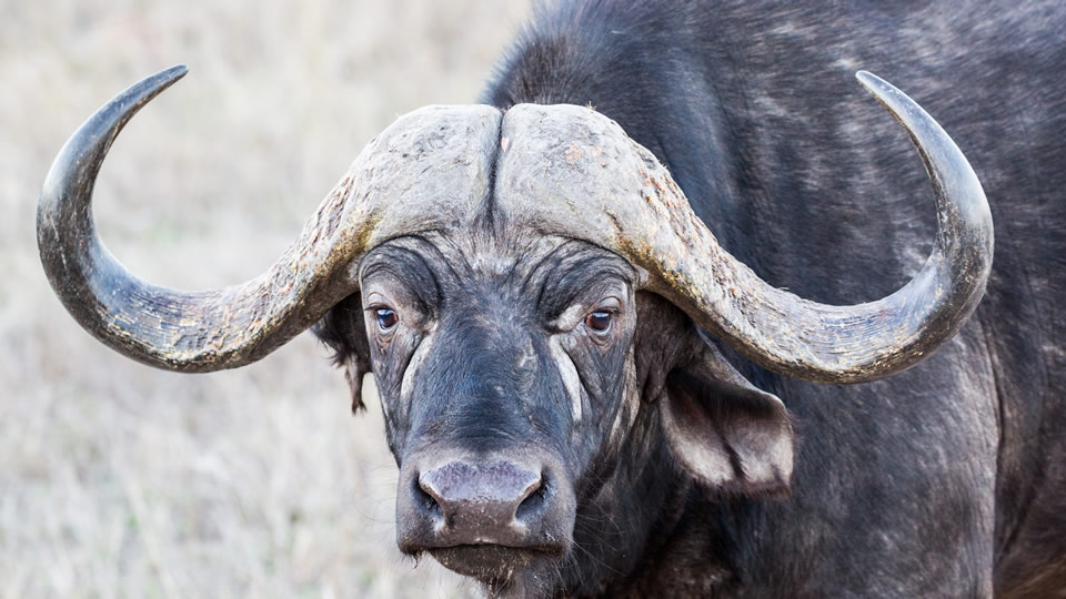 <h2>The Best of South Africa Escorted 2018</h2>Golf, Kruger Safari, Cape Town, the Winelands & Garden Route